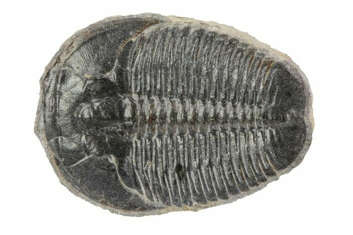 Elrathia Trilobite Fossil - Utah #79010